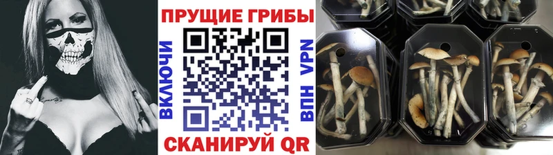 blacksprut ССЫЛКА  Абинск  Псилоцибиновые грибы Magic Shrooms 